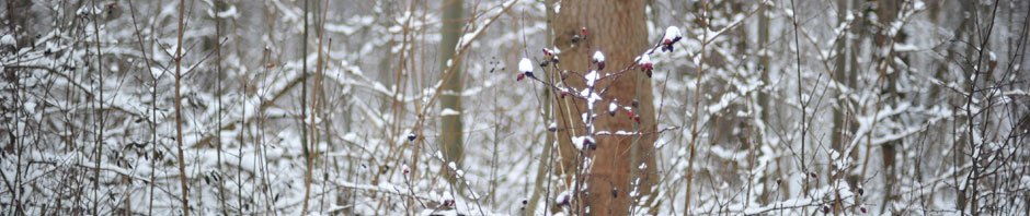 Nick Neter | Shiatsu Practitioner and Teacher of Qigong and Meditation